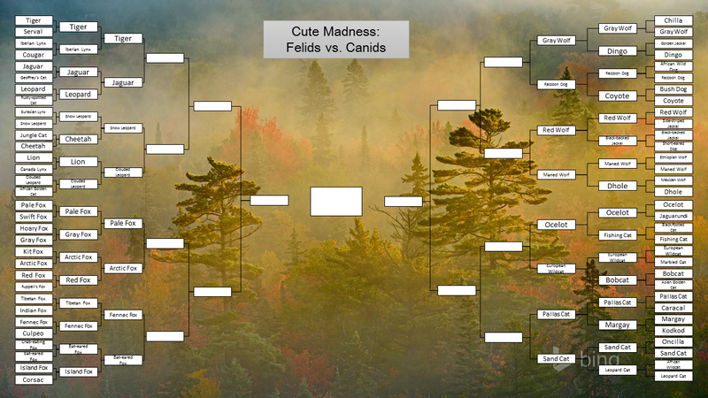 Illustration for article titled O-Deck January Madness: Mythbri Can't Do Brackets